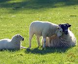 Sheep and lambs 8T54D-04